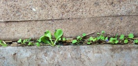 Arugula and Chinesee cabbage seedlings